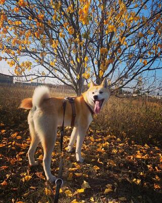 KITA, AKITA INU - Hündin