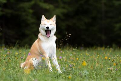 KITA, AKITA INU - Hündin