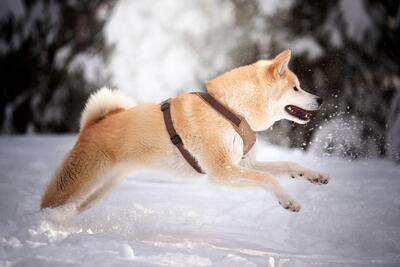 KITA, AKITA INU - Hündin