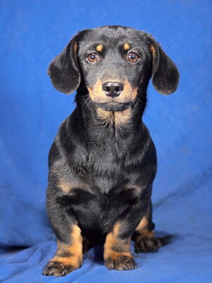 KITTY - R E S E R V I E R T !!!!! sehr lieb und umgänglich, fröhlich, neugierig, lebhaft, verspielt, intelligent, Dackel Mischling Welpen - Hündin