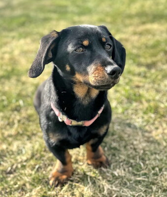 KITTY - sehr lieb und umgänglich, fröhlich, neugierig, lebhaft, verspielt, intelligent