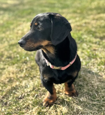 KITTY - sehr lieb und umgänglich, fröhlich, neugierig, lebhaft, verspielt, intelligent, Dackel Mischling (Video-Link vorhanden) - Betreuungsplatz Steiermark - Hündin