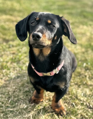 KITTY - sehr lieb und umgänglich, fröhlich, neugierig, lebhaft, verspielt, intelligent, Dackel Mischling (Video-Link vorhanden) - Betreuungsplatz Steiermark - Hündin