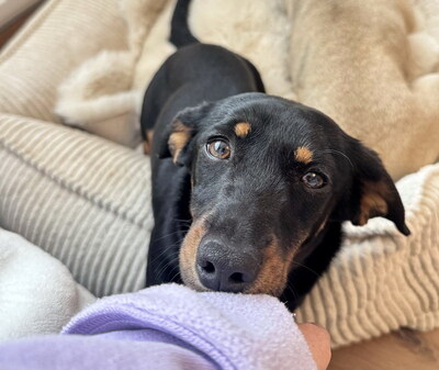 KITTY - sehr lieb und umgänglich, fröhlich, neugierig, lebhaft, verspielt, intelligent, Dackel Mischling (Video-Link vorhanden) - Betreuungsplatz Steiermark - Hündin