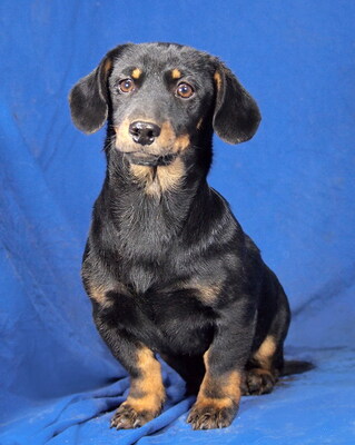 KITTY - sehr lieb und umgänglich, fröhlich, neugierig, lebhaft, verspielt, intelligent