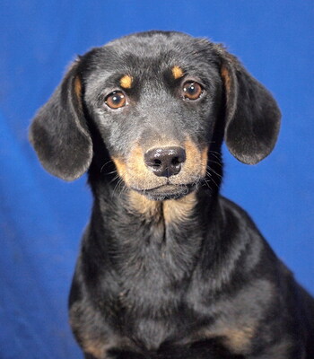 KITTY - sehr lieb und umgänglich, fröhlich, neugierig, lebhaft, verspielt, intelligent, Dackel Mischling Welpen - Hündin