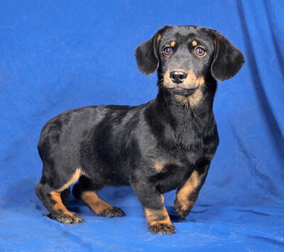 KITTY - sehr lieb und umgänglich, fröhlich, neugierig, lebhaft, verspielt, intelligent, Dackel Mischling Welpen - Hündin