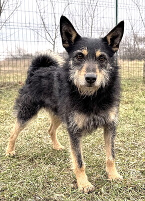 KIWI - liebenswert, neugierig, fröhlich, anhänglich, aufgeweckt, verspielt, katzenverträglich