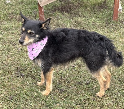 KIWI - liebenswert, neugierig, fröhlich, anhänglich, aufgeweckt, verspielt, katzenverträglich, Mischling (Video auf HP) - Hündin