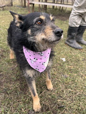 KIWI - liebenswert, neugierig, fröhlich, anhänglich, aufgeweckt, verspielt, katzenverträglich, Mischling (Video auf HP) - Hündin