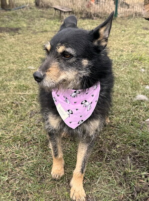 KIWI - liebenswert, neugierig, fröhlich, anhänglich, aufgeweckt, verspielt, katzenverträglich, Mischling (Video auf HP) - Hündin