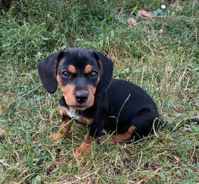 KIWIE Welpenmädel, Mischling - Hündin