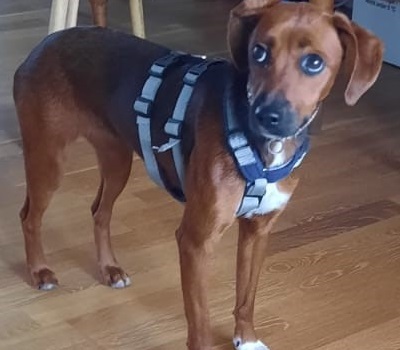 KLARITA, Mischling - Hündin