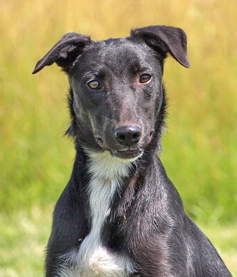 KODY - R E S E R V I E R T !!!!! sehr lieb und aufgeschlossen, fröhlich, lebhaft, neugierig, sehr gelehrig, verspielt, katzenverträglich, Windhund Mischling (Video auf HP) - Rüde