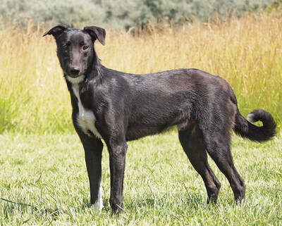 KODY - R E S E R V I E R T !!!!! sehr lieb und aufgeschlossen, fröhlich, lebhaft, neugierig, sehr gelehrig, verspielt, katzenverträglich, Windhund Mischling (Video auf HP) - Rüde