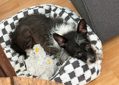 KODY - SUCHT DRINGEND EIN ZUHAUSE!!!!! sehr ängstlich, nach entsprechender Eingewöhnung lässt er sich gern streicheln und will gefallen, Mischling - Betreuungsplatz Wien - Rüde