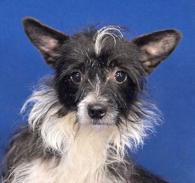 KODY - SUCHT DRINGEND EIN ZUHAUSE!!!!! sehr ängstlich, nach entsprechender Eingewöhnung lässt er sich gern streicheln und will gefallen, Mischling - Betreuungsplatz Wien - Rüde