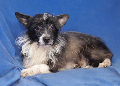 KODY - SUCHT DRINGEND EIN ZUHAUSE!!!!! sehr ängstlich, nach entsprechender Eingewöhnung lässt er sich gern streicheln und will gefallen, Mischling - Betreuungsplatz Wien - Rüde