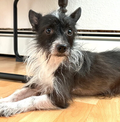 KODY - sehr ängstlich, nach entsprechender Eingewöhnung lässt er sich gern streicheln und will gefallen, Mischling - Betreuungsplatz Wien - Rüde