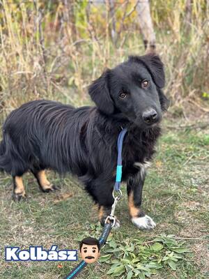 KOLBÁSZ – der kleine Herzensdieb, Umarmung wartend, Mischling - Rüde