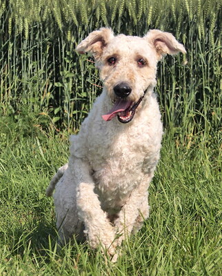 KOPPANY - freundlich und sehr anhänglich, fröhlich, aufmerksam, selbständig handelnd, intelligent, Komondor - Rüde