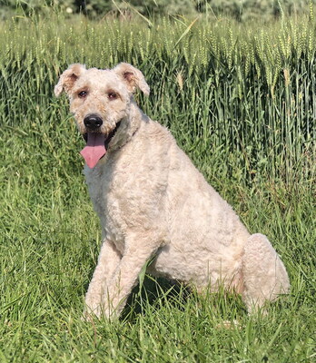 KOPPANY - freundlich und sehr anhänglich, fröhlich, aufmerksam, selbständig handelnd, intelligent, Komondor - Rüde