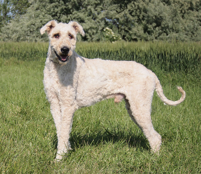 KOPPANY - freundlich und sehr anhänglich, fröhlich, aufmerksam, selbständig handelnd, intelligent, Komondor - Rüde