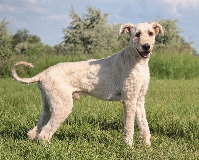 KOPPANY - freundlich und sehr anhänglich, fröhlich, aufmerksam, selbständig handelnd, intelligent, Komondor - Rüde