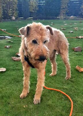 KUNO, Terriermischling - Rüde