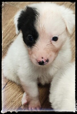 Käptn Blaubär, Pudel-American Eskimo Welpen - Rüde