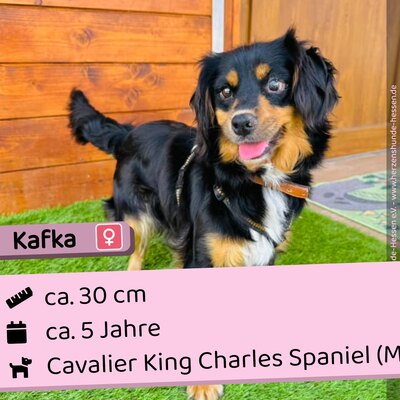 💐Kafka, Cavalier King Charles Spaniel (Mix) Hündin - umgänglich, Cavalier King Charles Spaniel (Mix) - Hündin