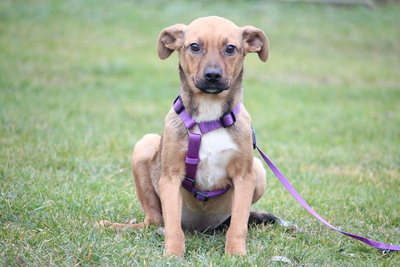 Kaglina, Mischling Welpen - Hündin