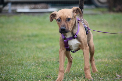 Kaglina, Mischling Welpen - Hündin