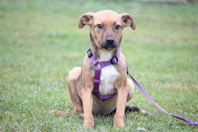 Kaglina, Mischling Welpen - Hündin