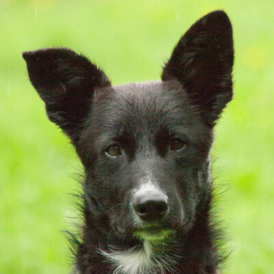 Kai, Mischling - Rüde