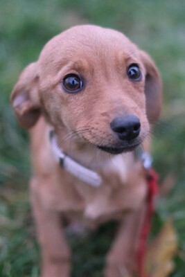 Kaili, Mischling Welpen - Hündin