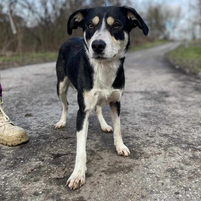 🌸Kaira hat ein unglaublich liebes, sanftes Wesen, ist freundlich zu allen Hunden und sehr anhänglich gegenüber Menschen🌺, Mischlingshündin - Hündin