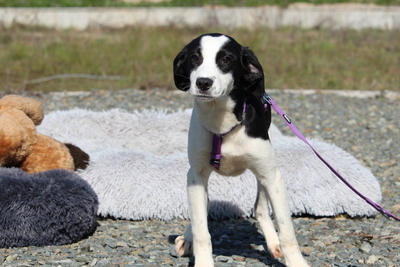 Kaito, Mischling Welpen - Hündin