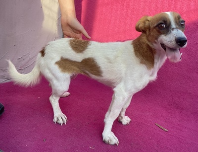 Kalevi, Mix - Hündin