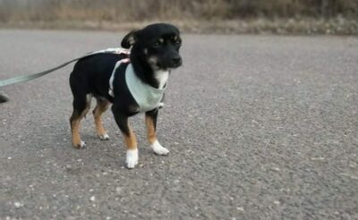 Kali - Aufgeweckter Rüde, ca. 9 Monate/4kg, Mischling - Rüde