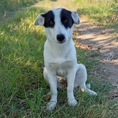 Kali - ruhig & entspannt 🙂‍↕️, Mischling - Hündin