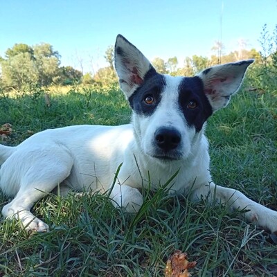 Kali - ruhig & entspannt 🙂‍↕️, Mischling - Hündin