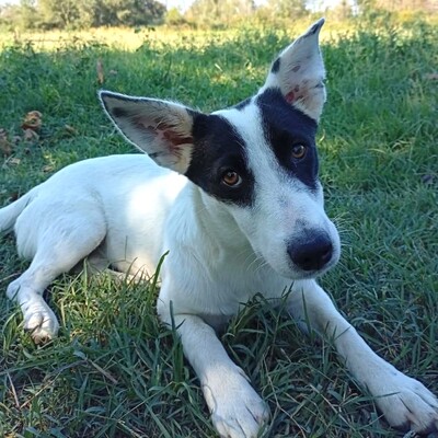 Kali - ruhig & entspannt 🙂‍↕️ / Reserviert, Mischling - Hündin