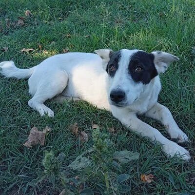 Kali - ruhig & entspannt 🙂‍↕️ / Reserviert, Mischling - Hündin