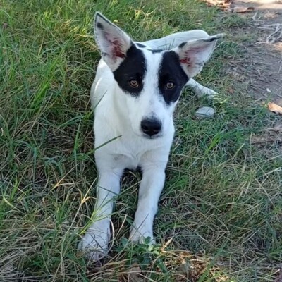 Kali - ruhig & entspannt 🙂‍↕️ / Vorgemerkt