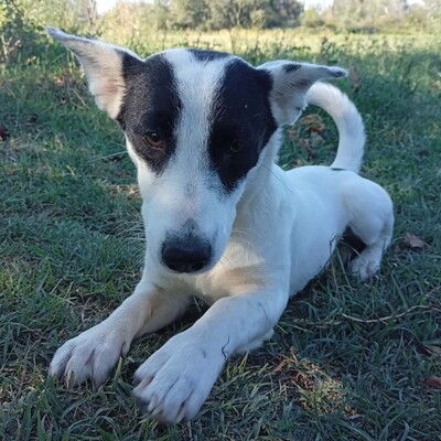 Kali - ruhig & entspannt 🙂‍↕️ / Vorgemerkt, Mischling - Hündin