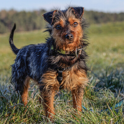 Kalinka, Yorki-Mix - Hündin