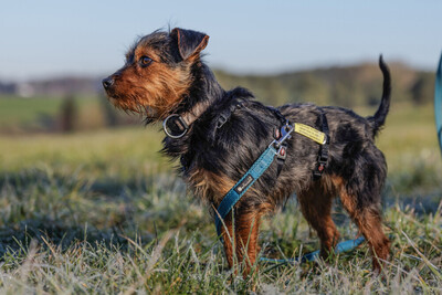 Kalinka, Yorki-Mix - Hündin