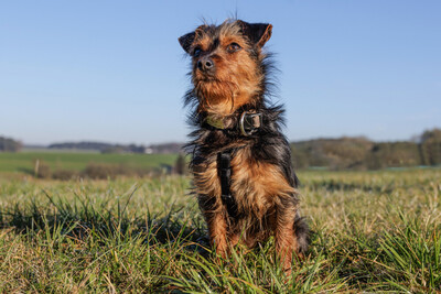 Kalinka, Yorki-Mix - Hündin