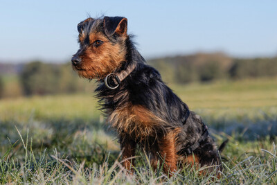 Kalinka, Yorki-Mix - Hündin